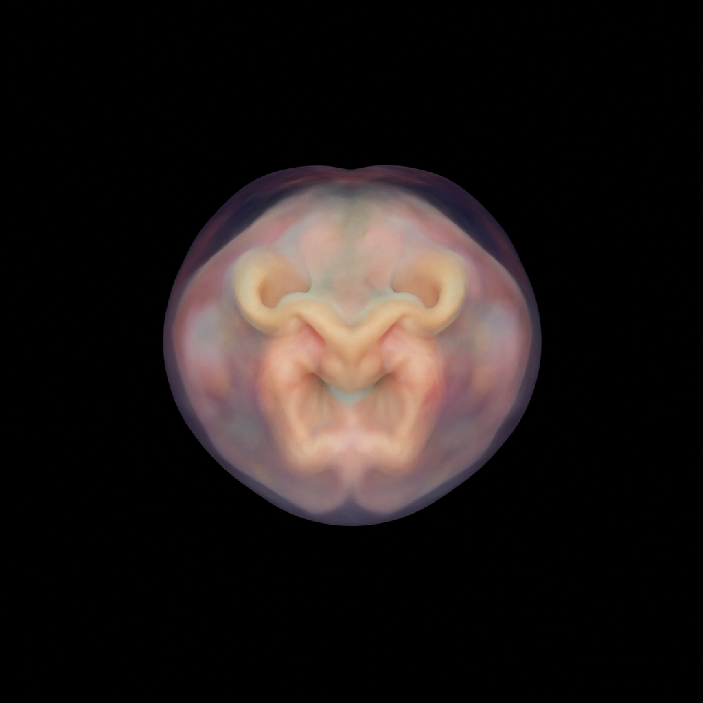 embryo4